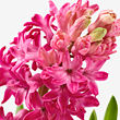 HYACINTHUS 盆栽植物