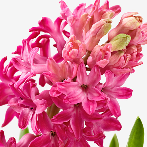 HYACINTHUS potted plant