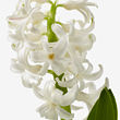HYACINTHUS 盆栽植物