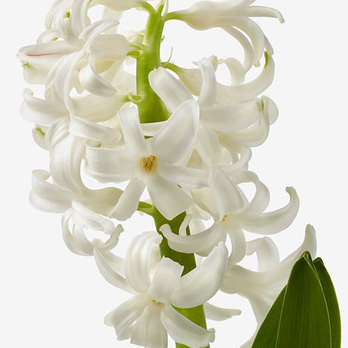 HYACINTHUS potted plant