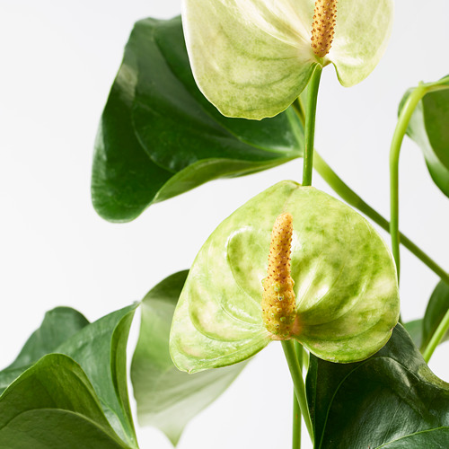 ANTHURIUM 盆栽植物