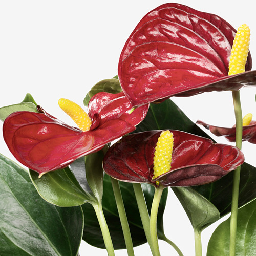 ANTHURIUM potted plant