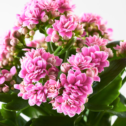 KALANCHOE potted plant