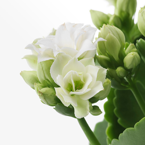 KALANCHOE potted plant