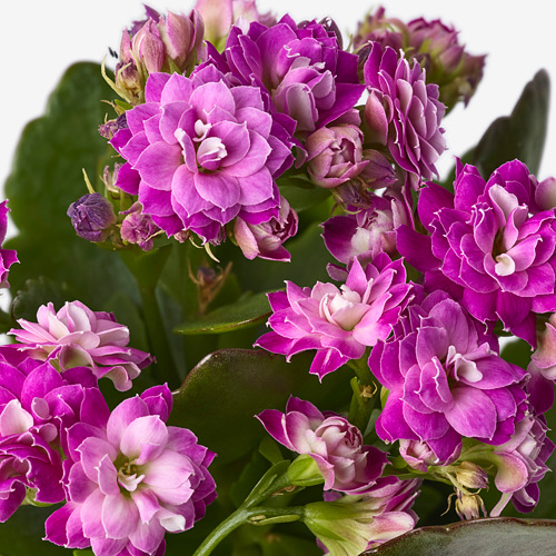 KALANCHOE potted plant