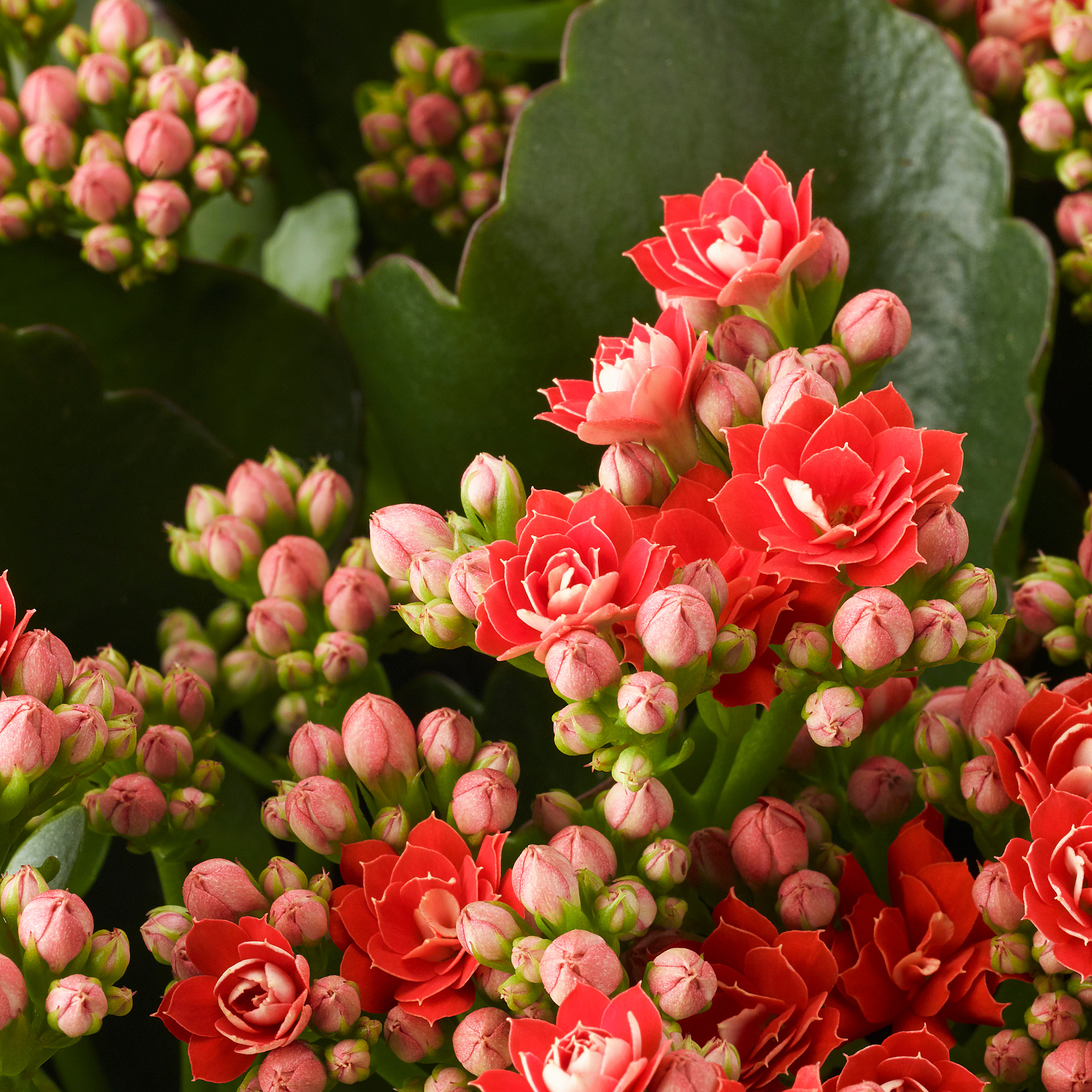 KALANCHOE 盆栽植物
