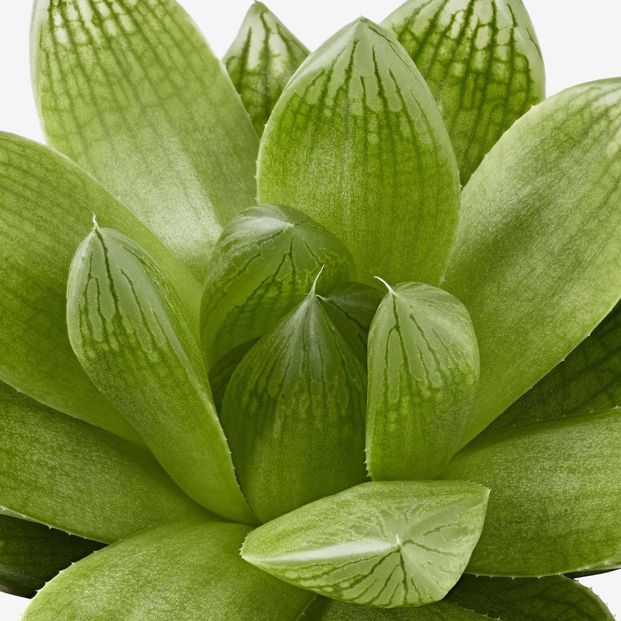 SUCCULENT 盆栽植物