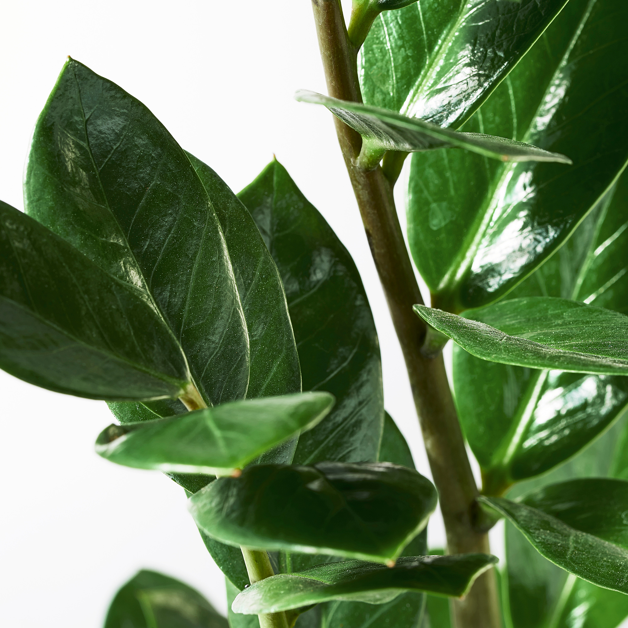 ZAMIOCULCAS 盆栽植物