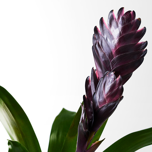 GUZMANIA potted plant