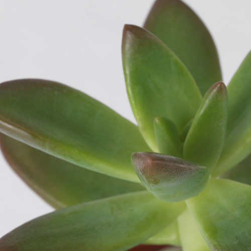 SUCCULENT potted plant