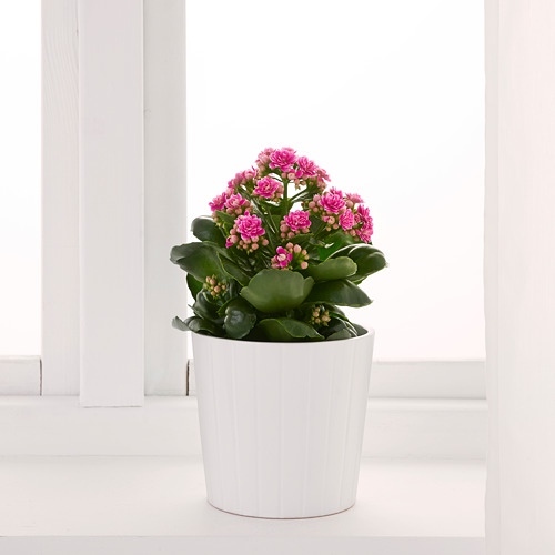 KALANCHOE 盆栽植物