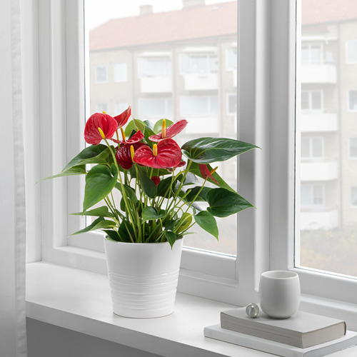 ANTHURIUM potted plant