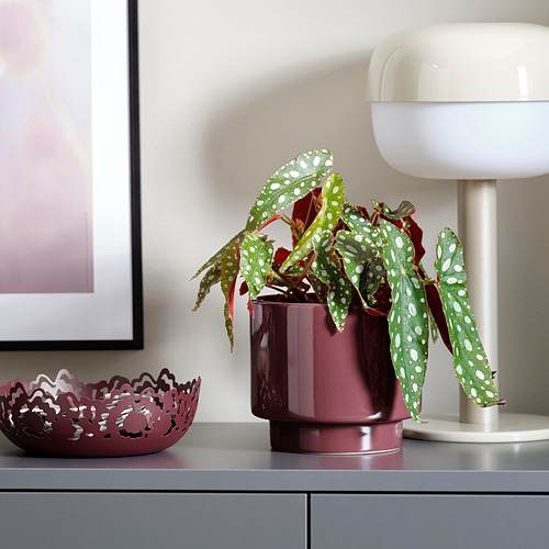 DRAKFRUKT plant pot