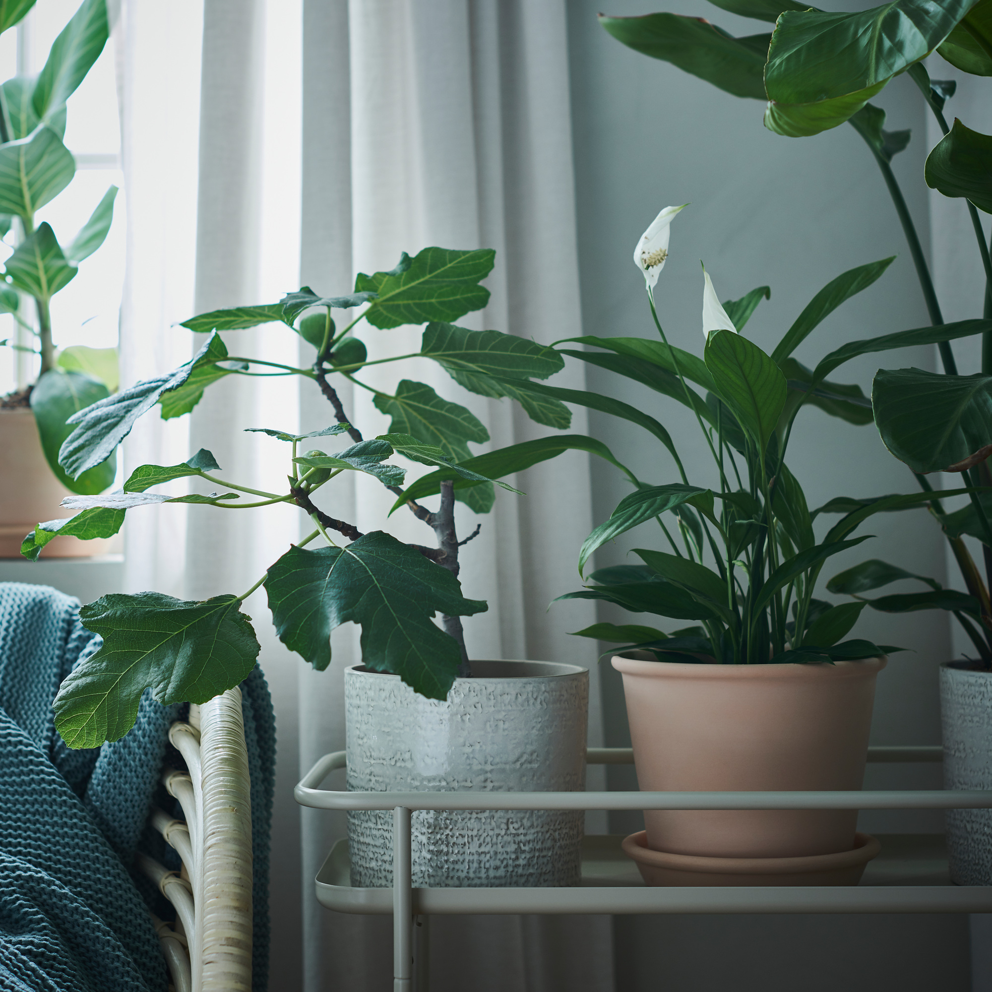MUSKOTBLOMMA plant pot with saucer