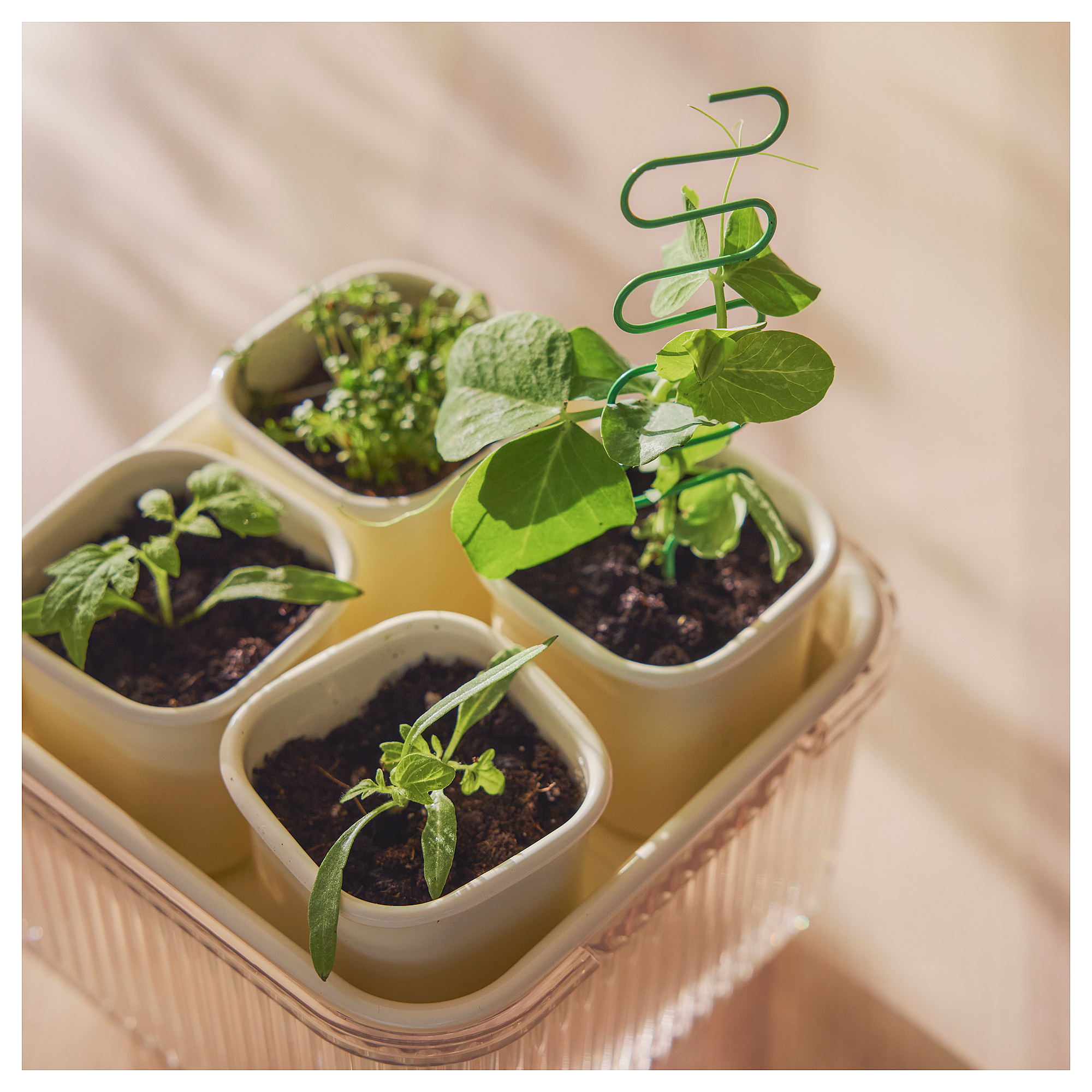 DOFTRIPS growing set