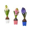 HYACINTHUS 盆栽植物