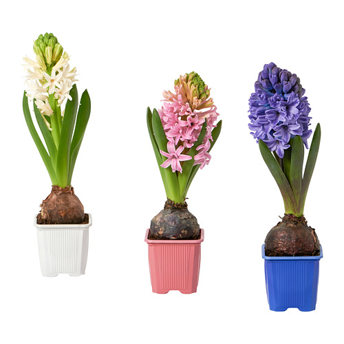 HYACINTHUS potted plant