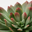 FEJKA artificial potted plant, set of 3
