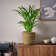 SANDÖDLA plant pot