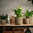 SANDÖDLA plant pot