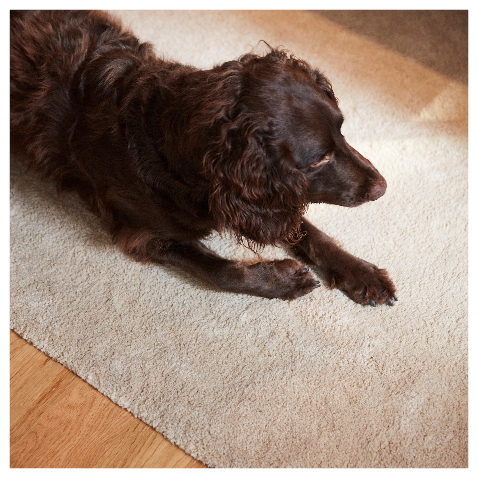 STOENSE rug, low pile