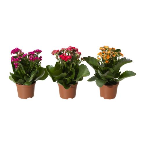 KALANCHOE 盆栽植物