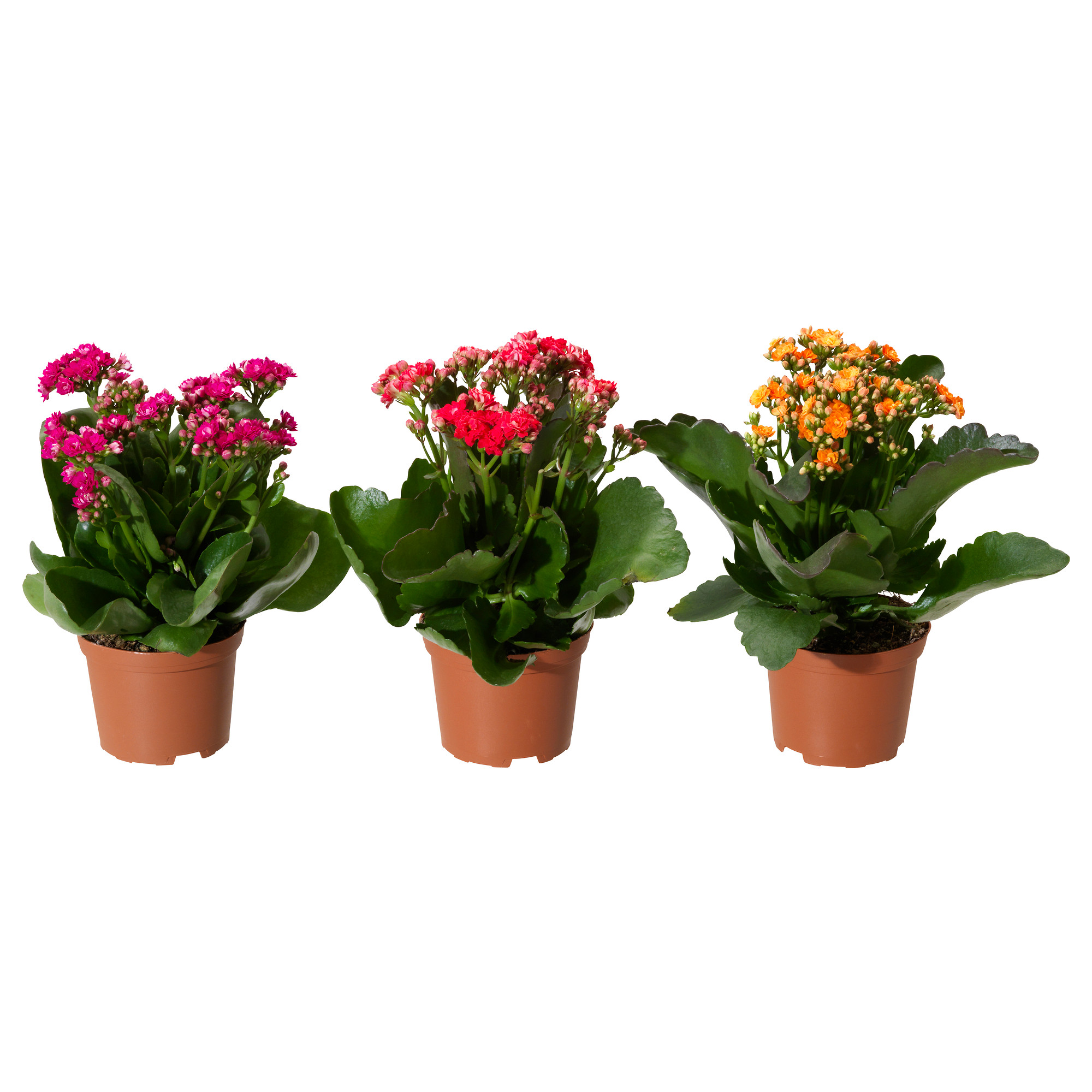 Kalanchoe 盆栽植物 長壽花 多款 Ikea 香港及澳門