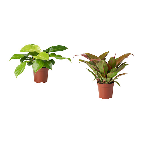 PHILODENDRON potted plant