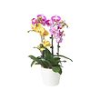 PHALAENOPSIS 盆栽植物