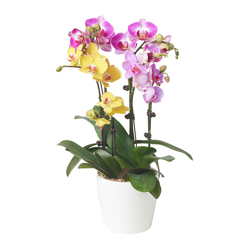 PHALAENOPSIS potted plant