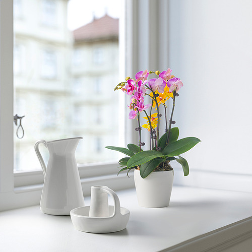PHALAENOPSIS potted plant