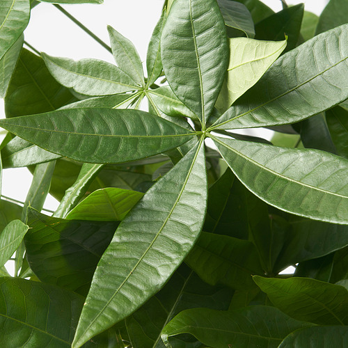 PACHIRA AQUATICA potted plant