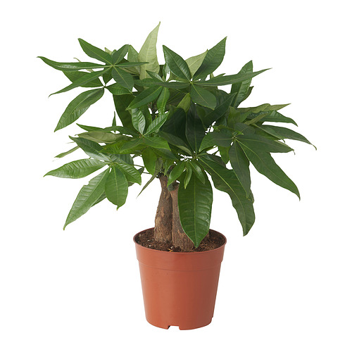 PACHIRA AQUATICA potted plant