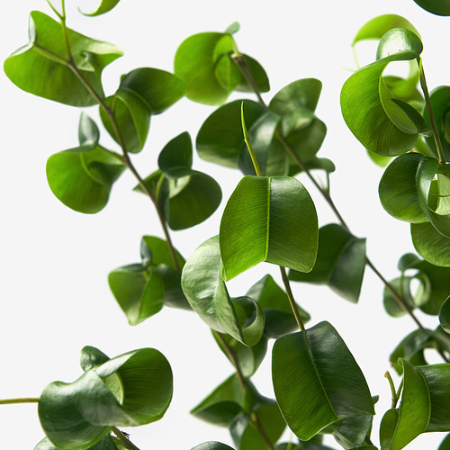 FICUS BENJAMINA potted plant