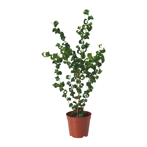 FICUS BENJAMINA potted plant