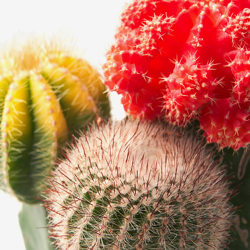 GYMNOCALYCIUM 盆栽植物