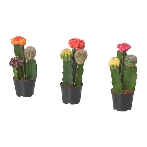 GYMNOCALYCIUM 盆栽植物