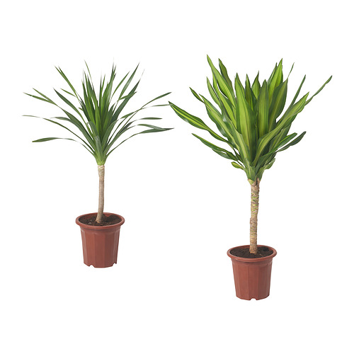 DRACAENA potted plant