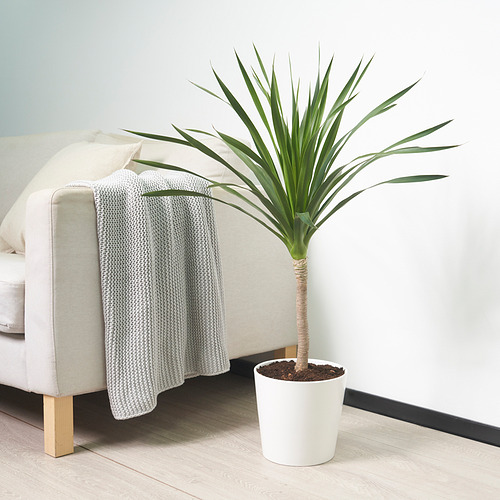 DRACAENA potted plant