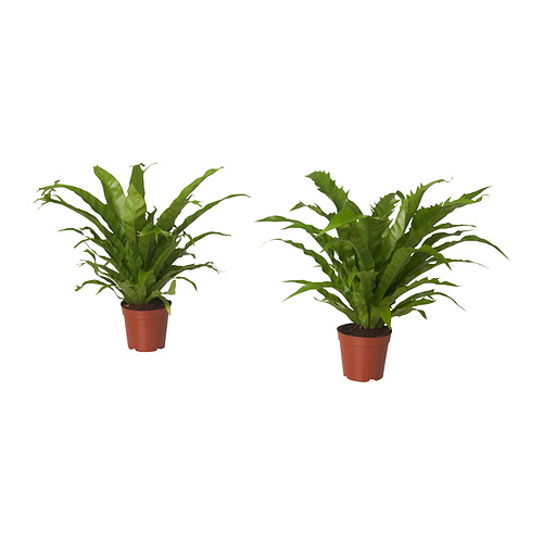 FINNTRÄSK 盆栽植物