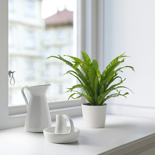 FINNTRÄSK 盆栽植物