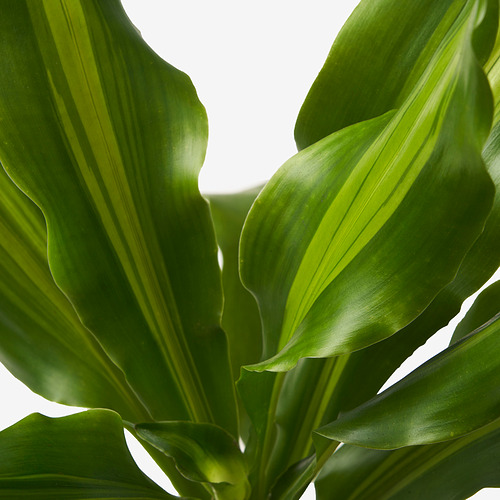 DRACAENA potted plant