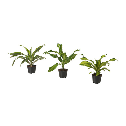 DRACAENA potted plant