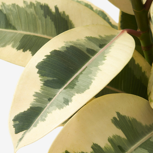 FICUS ELASTICA potted plant