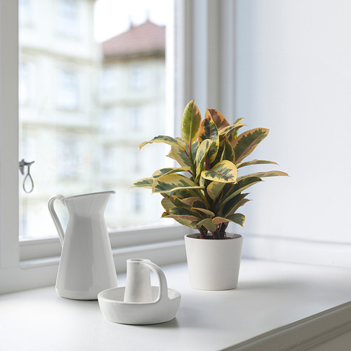 FICUS ELASTICA potted plant