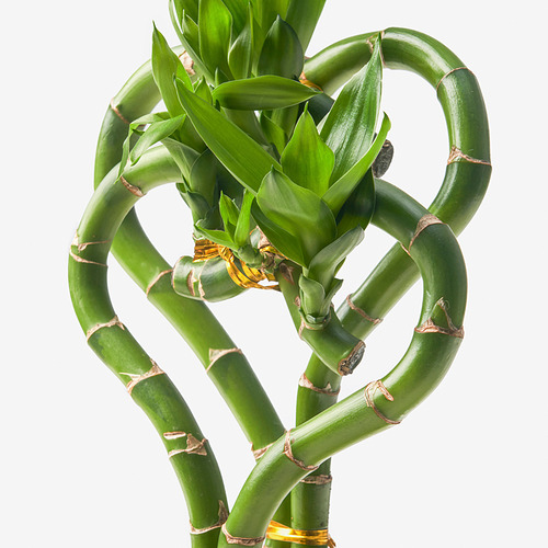 DRACAENA LUCKY BAMBOO 盆栽植物