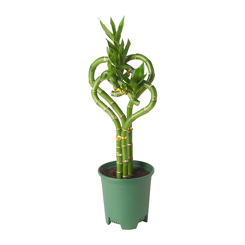 DRACAENA LUCKY BAMBOO 盆栽植物