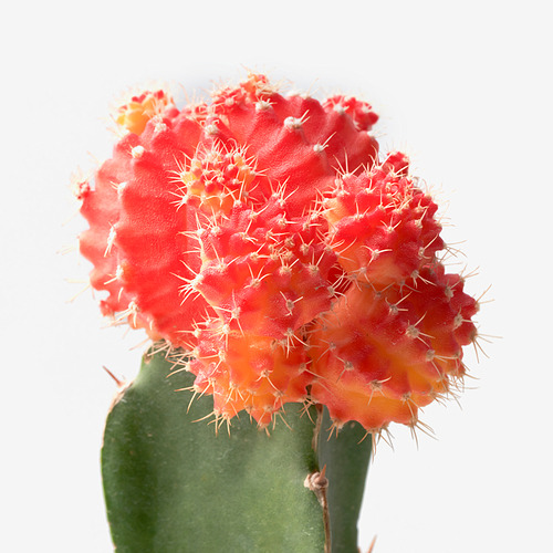 CACTACEAE 盆栽植物