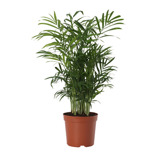 CHAMAEDOREA ELEGANS potted plant