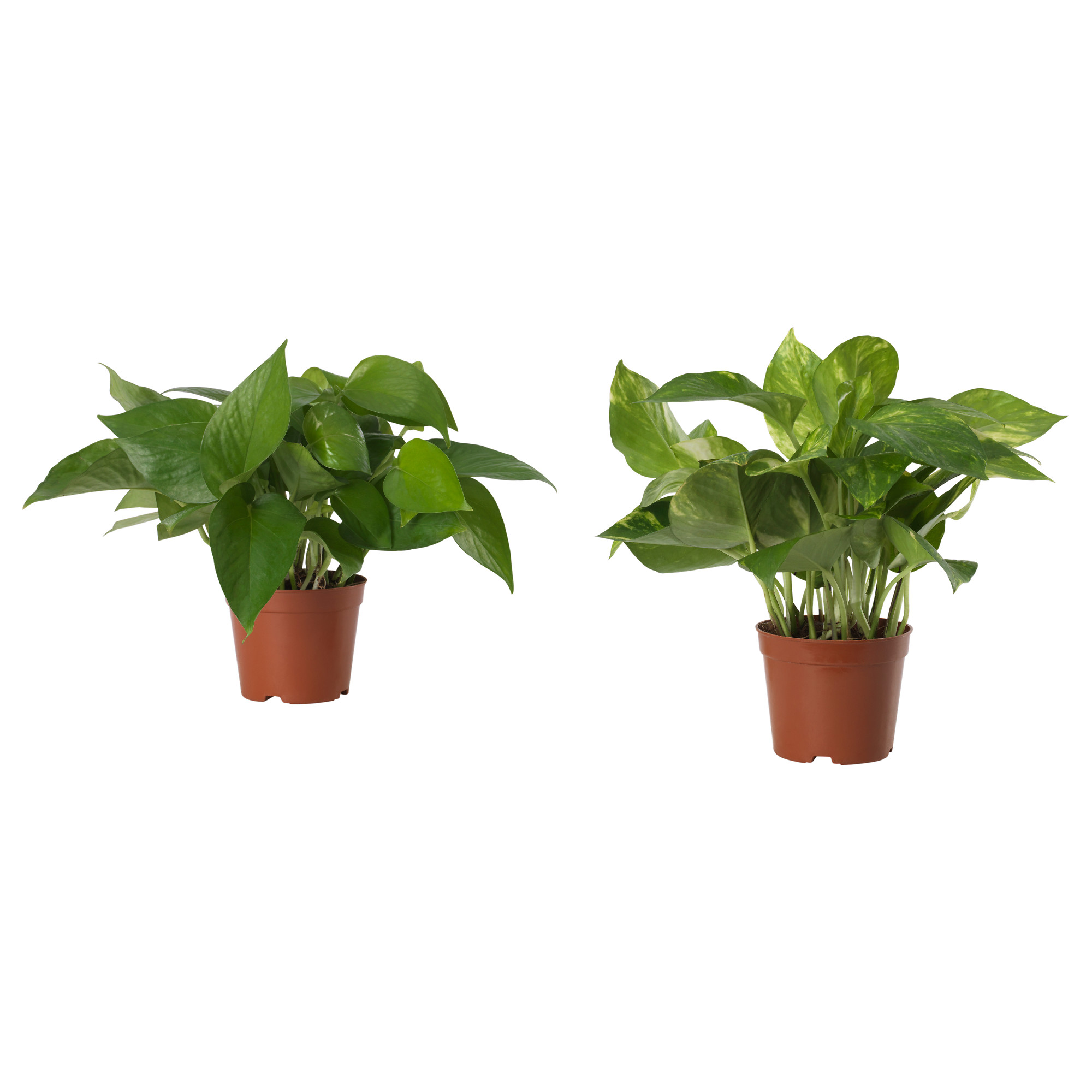 Epipremnum 盆栽植物 黃金葛 多款 Ikea 香港及澳門